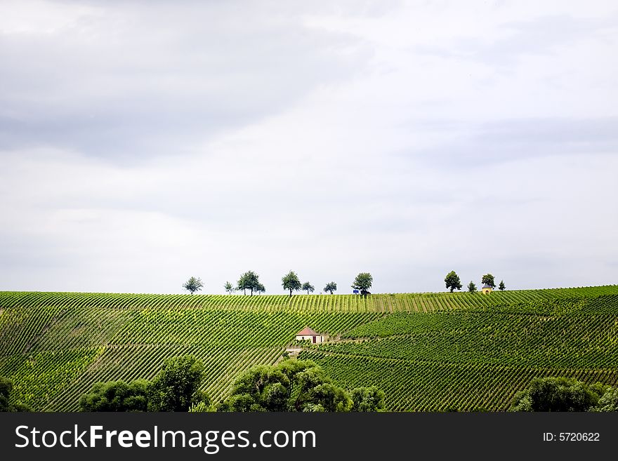 Hill With Vineyards