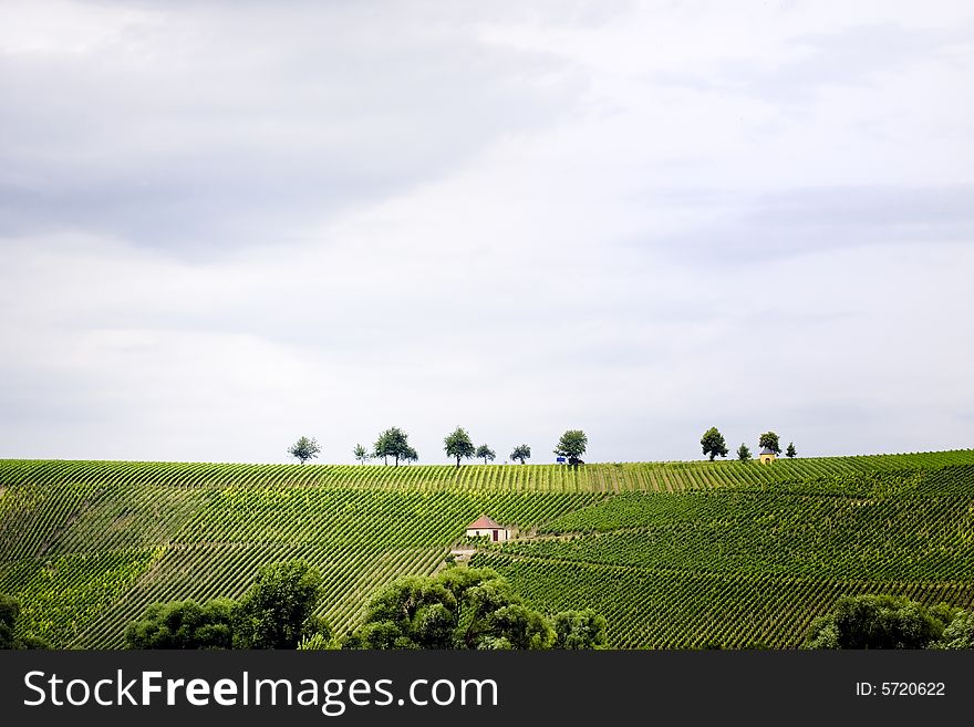 Wine valley near the river main in germany. Wine valley near the river main in germany