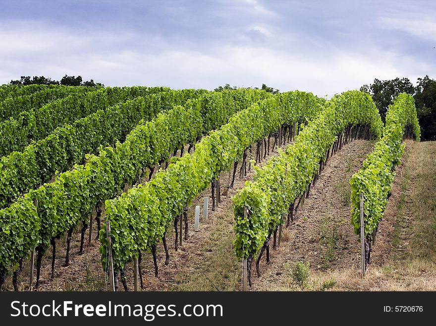 Wine valley near the river main in germany. Wine valley near the river main in germany