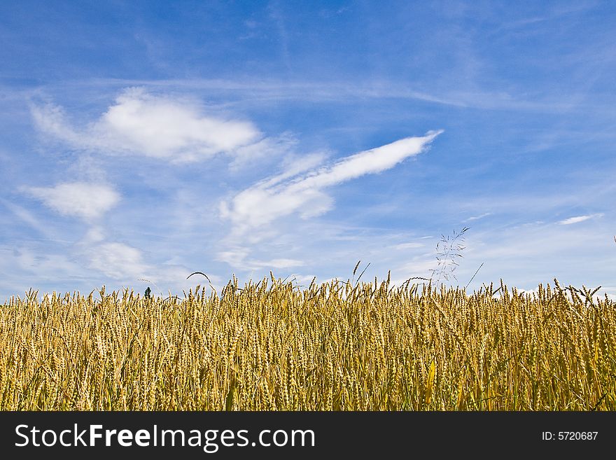 Field of wheat under a blue sky in the swiss countryside. Field of wheat under a blue sky in the swiss countryside