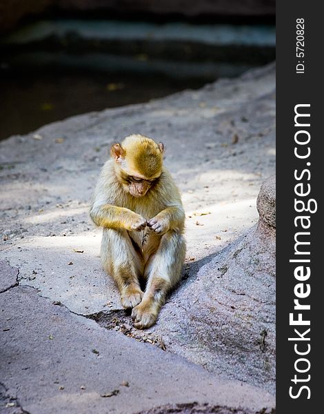 Small monkey in the zoo of nuremberg, gemany. Small monkey in the zoo of nuremberg, gemany