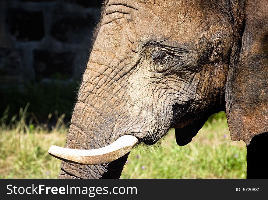 Elephant in the zoo of nuremberg, germany. Elephant in the zoo of nuremberg, germany