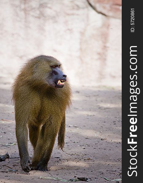 Angry baboon in the zoo of nuremberg, germany