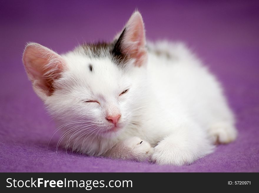 White cute kitten is sleeping on purple background. White cute kitten is sleeping on purple background.