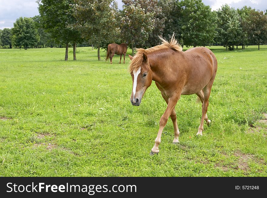 Brown horse on the green meadow