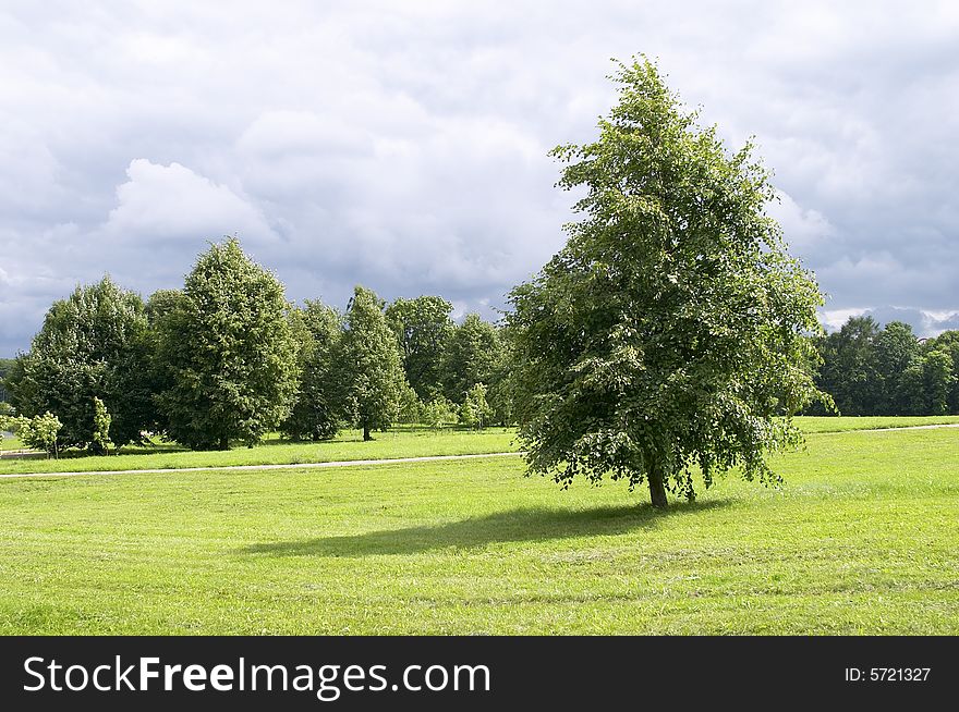 Oak in a summer field, green tree. Oak in a summer field, green tree