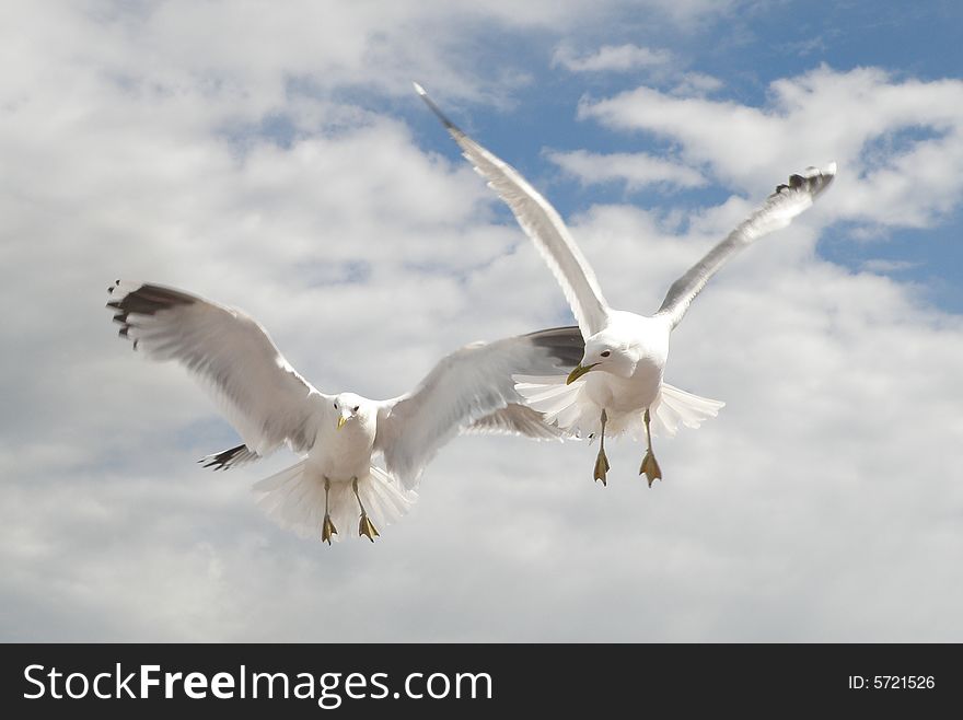 Two sea gulls in flight. Two sea gulls in flight