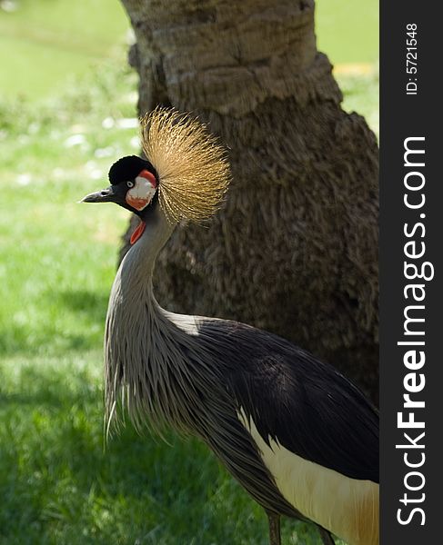 The East African Crowned Crane in Jerusalem Zoo