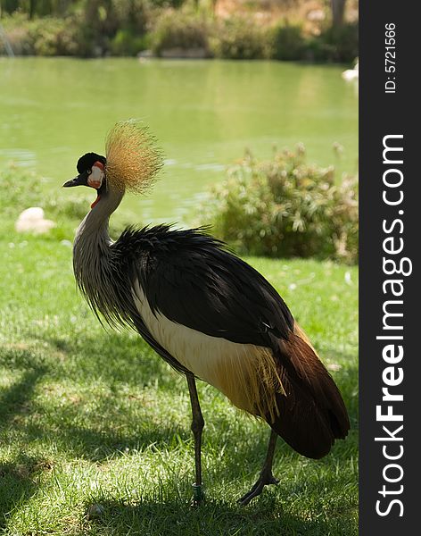 The East African Crowned Crane in Jerusalem Zoo
