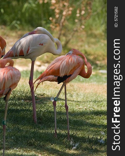 Pink Flamingos flock in Jerusalem Zoo, Israel