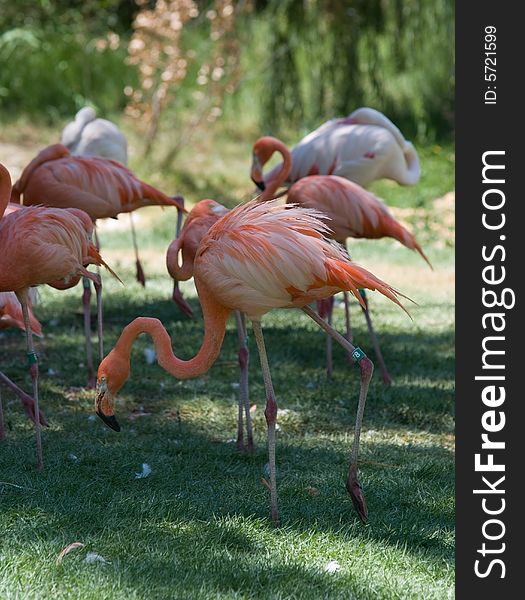 Pink Flamingos flock in Jerusalem Zoo