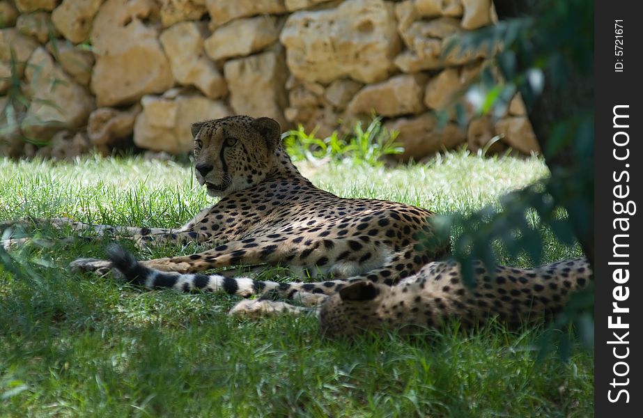 The beautiful cheetah rests under a tree