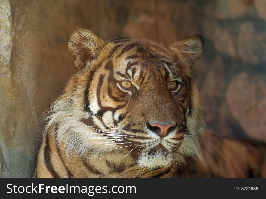 Head shot of Sumatran Tiger (panthera tigris sumatrae) looking at viewer