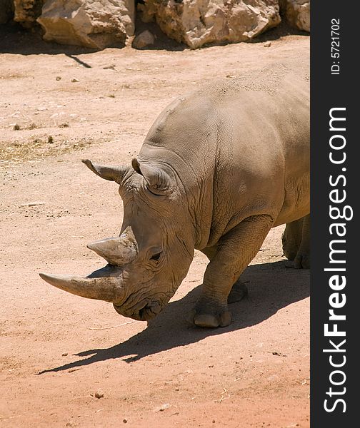 White (square-lipped) rhinoceros (Ceratotherium simum) in Jerusalem Zoo