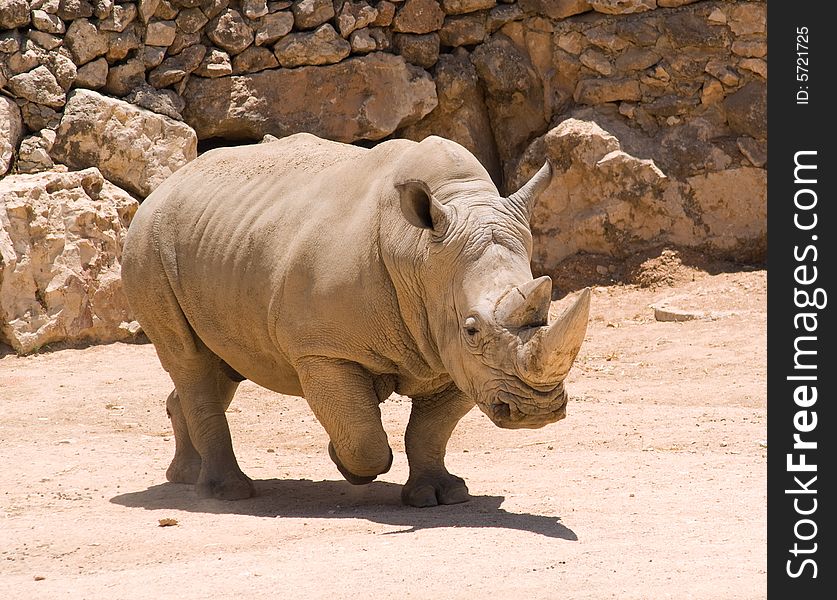 White (square-lipped) rhinoceros (Ceratotherium simum) in Jerusalem Zoo. White (square-lipped) rhinoceros (Ceratotherium simum) in Jerusalem Zoo