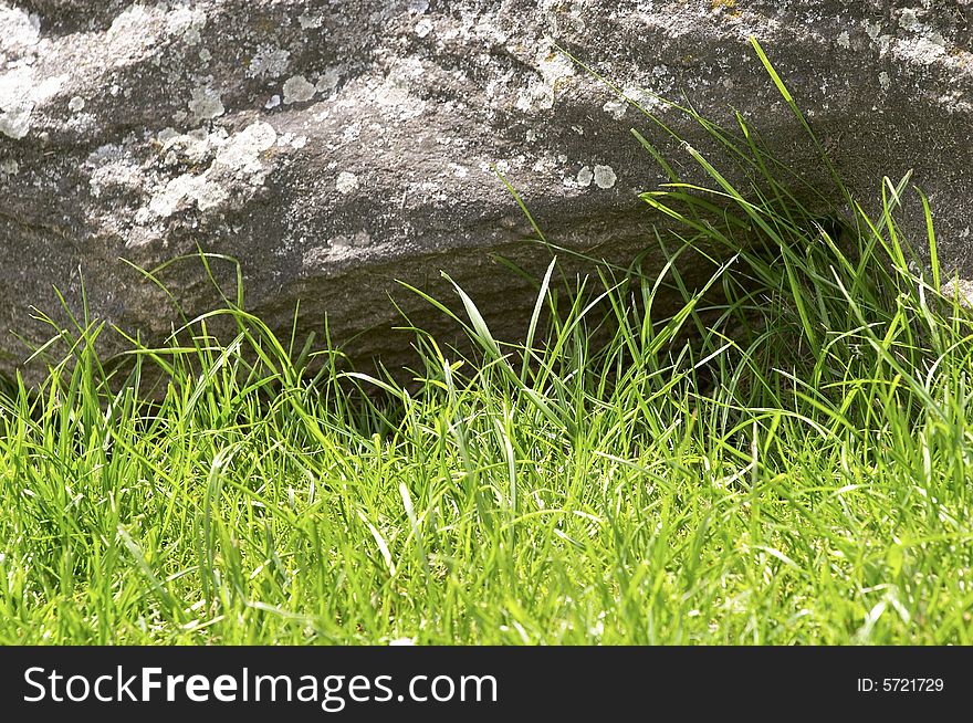 Young green grass reflected in water, waves with reflection of a grass. Young green grass reflected in water, waves with reflection of a grass