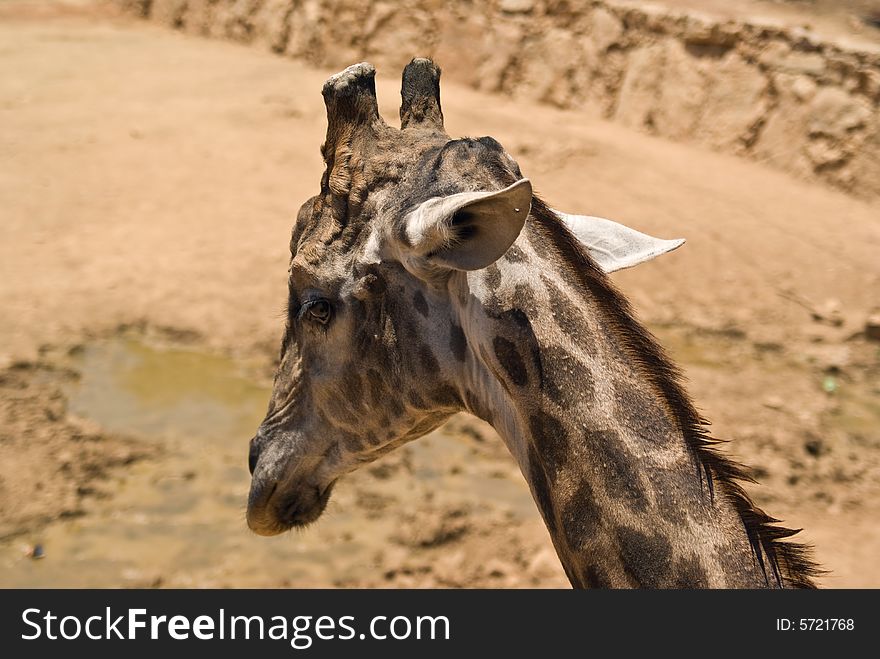 Close-up on giraffe head