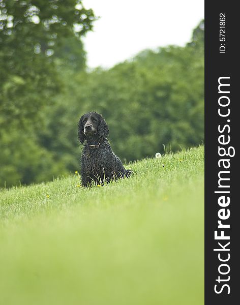 Working english cocker spaniel farm dog relaxing in the meadow after a hard days work. Working english cocker spaniel farm dog relaxing in the meadow after a hard days work