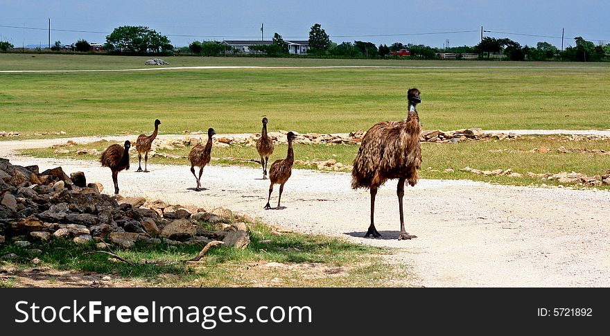 Ostrich family