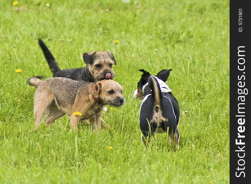 Three dogs in a green english pasture meet for the first time and say hi