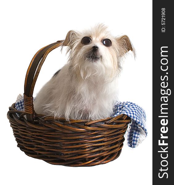 Comical pup sitting in a basket isolated over white background. Comical pup sitting in a basket isolated over white background