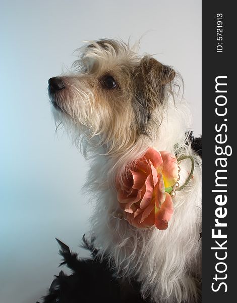 Maltese/Jack Russell cross wearing pearls and rose. Maltese/Jack Russell cross wearing pearls and rose.