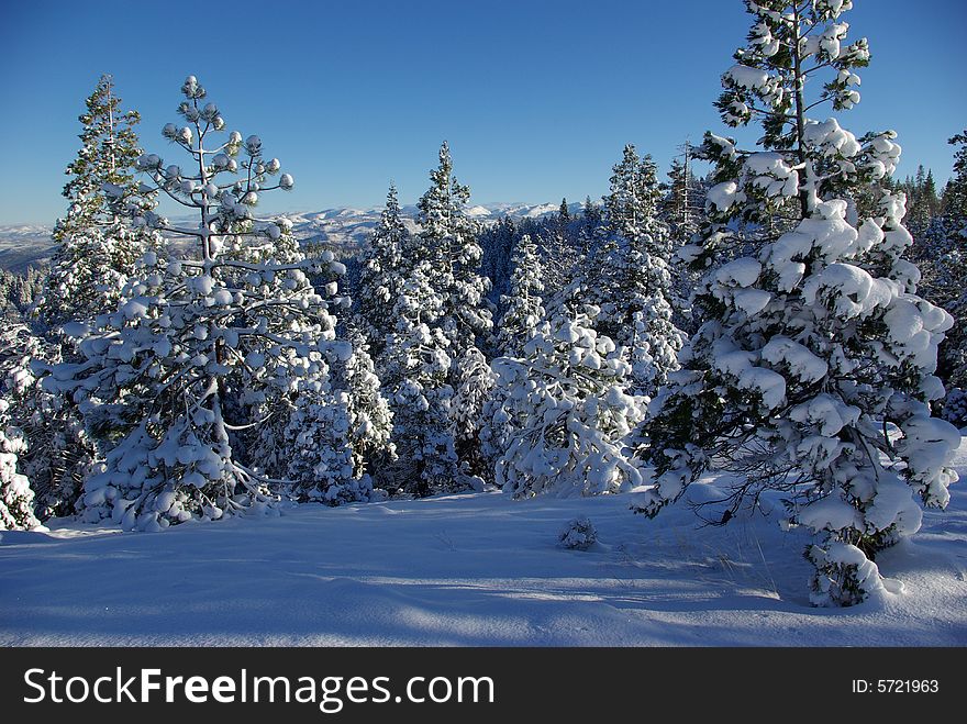 Trees covered in fresh snow looking towards the Sierra Crystal Range. Trees covered in fresh snow looking towards the Sierra Crystal Range