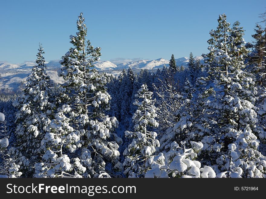 Trees covered in fresh snow looking towards the Sierra Crystal Range. Trees covered in fresh snow looking towards the Sierra Crystal Range