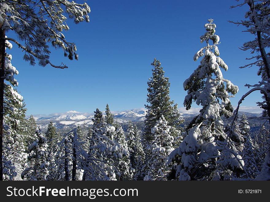 Trees covered in fresh snow looking towards the Sierra Crystal Range. Trees covered in fresh snow looking towards the Sierra Crystal Range