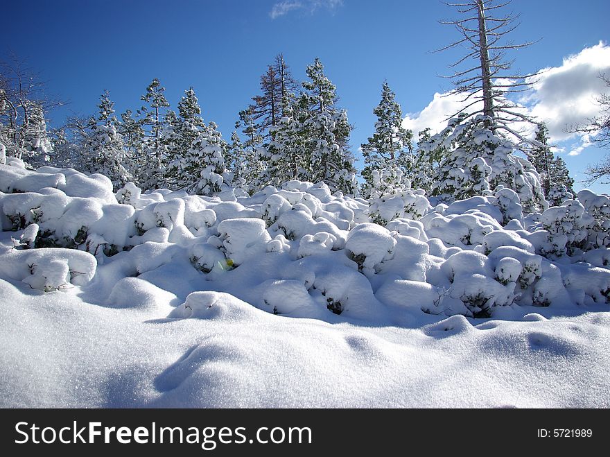 Trees covered in fresh snow in the Sierra Crystal Range. Trees covered in fresh snow in the Sierra Crystal Range