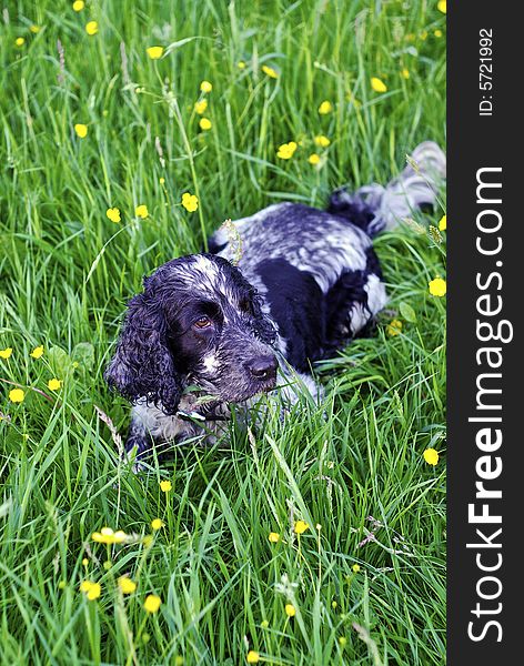 Working english cocker spaniel farm dog relaxing in a meadow of buttercups after a hard days work. Working english cocker spaniel farm dog relaxing in a meadow of buttercups after a hard days work