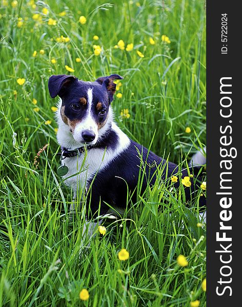 Working border jack farm dog relaxing in a meadow of buttercups after a hard days work