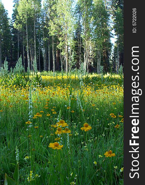 A sierra meadow boardered by Aspens and Pines and covered by flowers. A sierra meadow boardered by Aspens and Pines and covered by flowers.