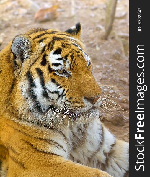 Tiger in centre of the rehabilitations animal