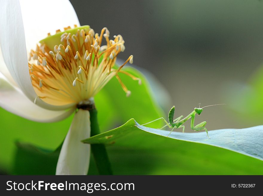 A mantis on a leaf which looks like guarding the lotus flower. A mantis on a leaf which looks like guarding the lotus flower.