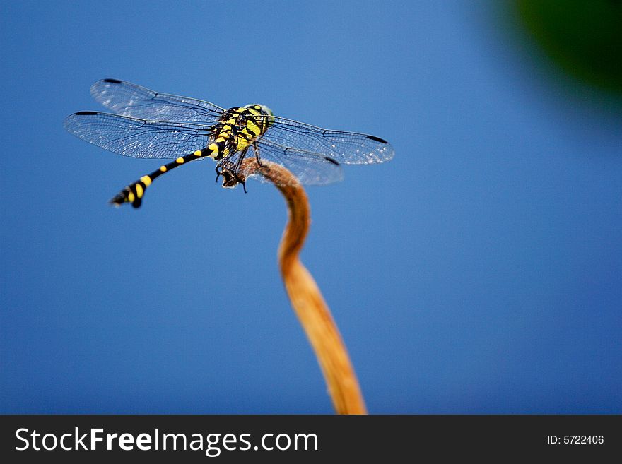 A large yellow and black dragonfly. A large yellow and black dragonfly