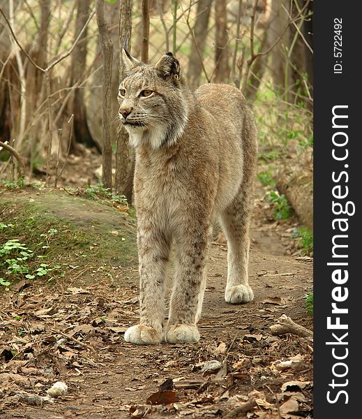 Lynx in centre of the rehabilitations animal