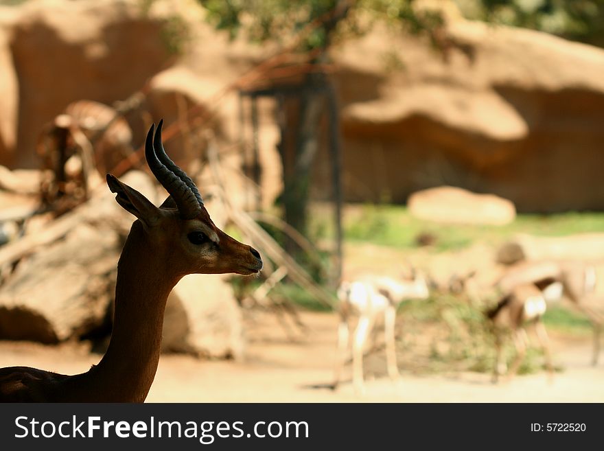 A silhouette of a male gerenuk in front of other antelope.