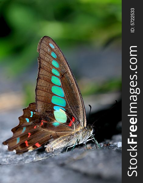 A colorful Butterfly stays at a leaf.