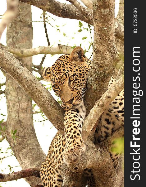 Leopard in a tree in the Sabi Sands Reserve