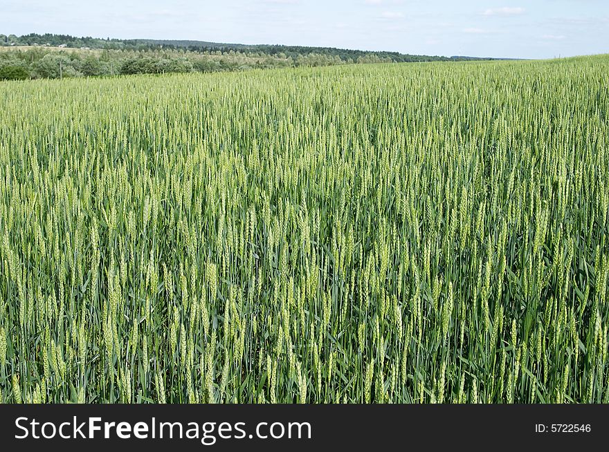 Horizon, green grass and the blue sky. Horizon, green grass and the blue sky.