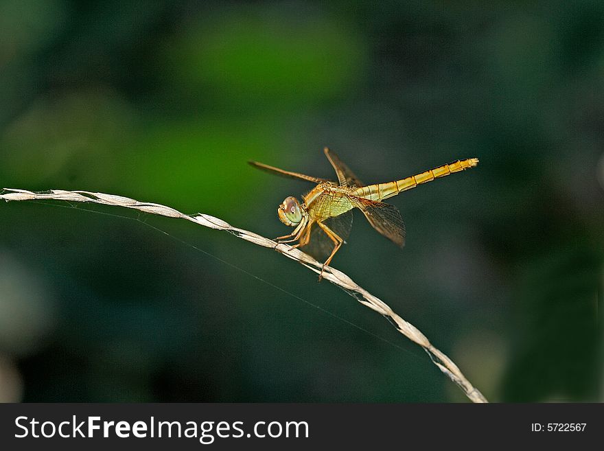 Dragonfly By The Side Of The Pond
