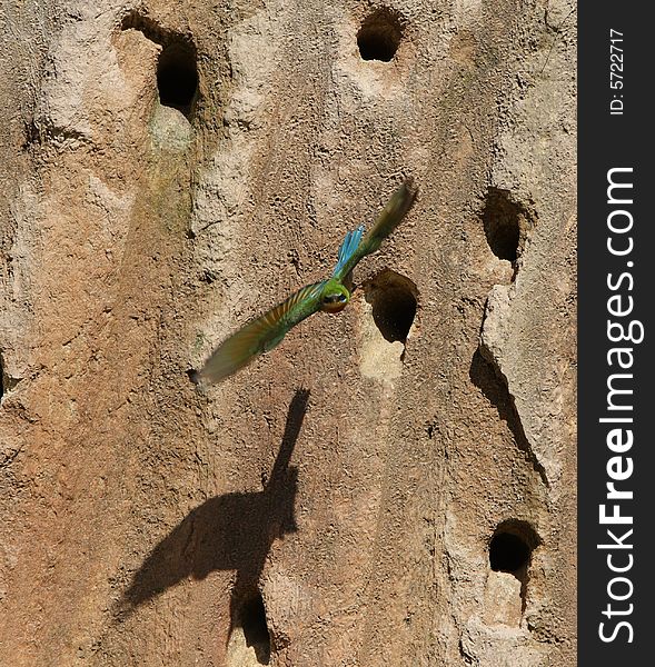 Bee-eater and precipice
