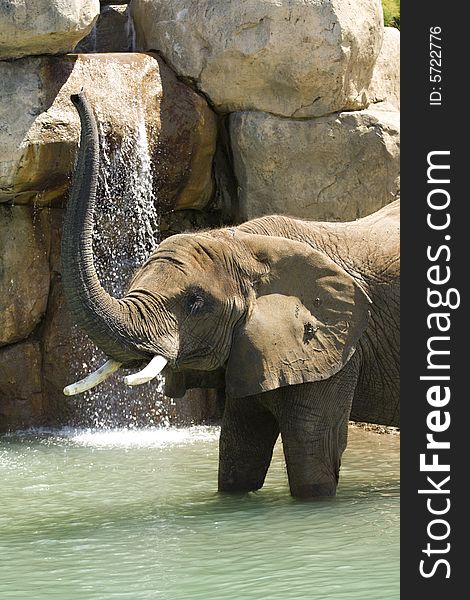 A large elephant plays in the water. A large elephant plays in the water