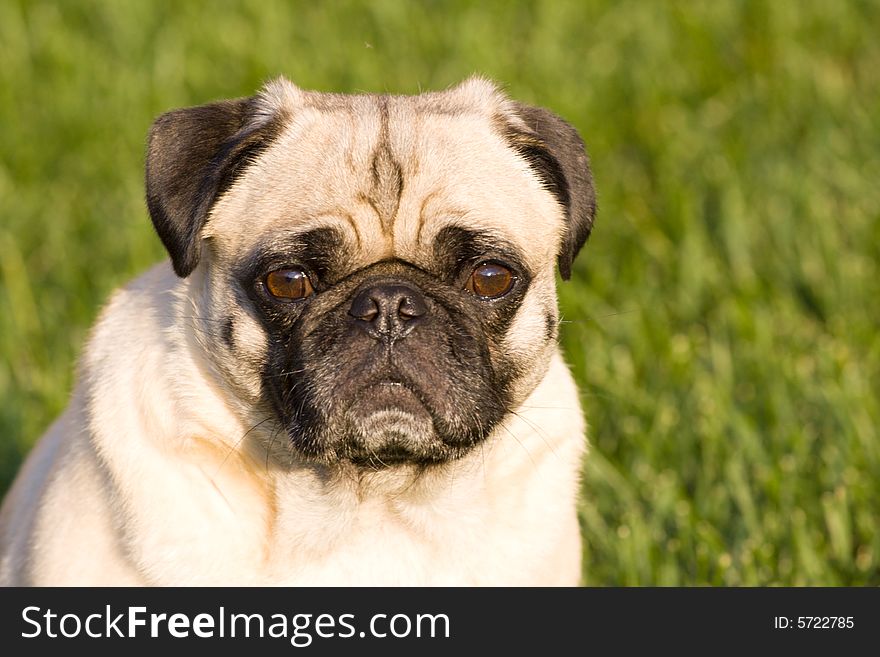 A pug dog sitting in the grass