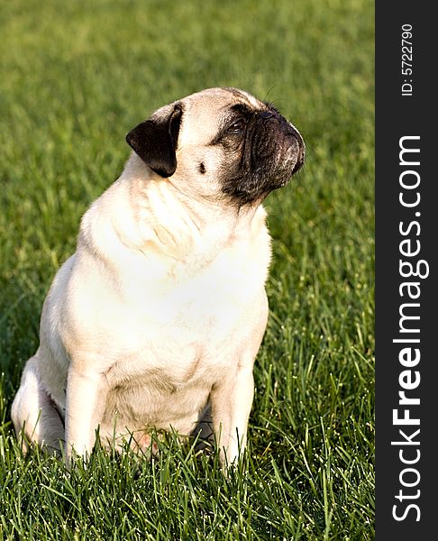 A pug dog sitting in the grass. A pug dog sitting in the grass