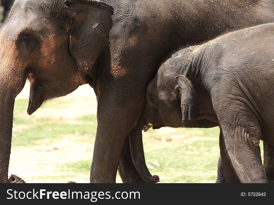 A hot summer afternoon, and this baby elephant was playing with the mother. This Photo is all about parental love.