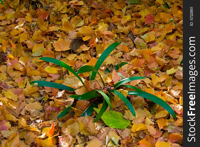 A carpet of autumn leaves with a green plant growing through them. A carpet of autumn leaves with a green plant growing through them