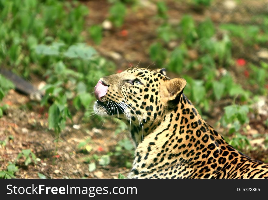 Leopard is looking, the charismatic face and ferocious eye