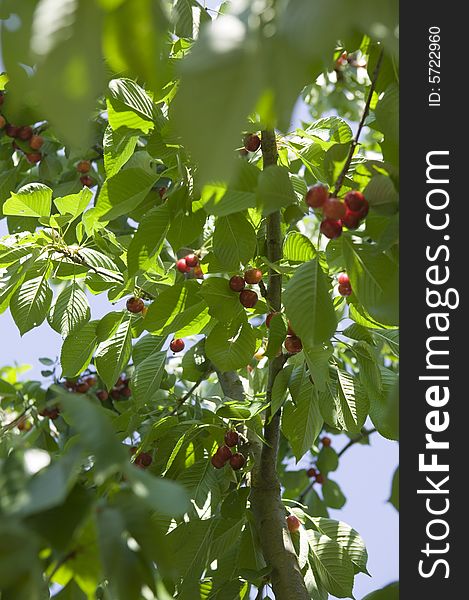 Fresh cherries on the tree